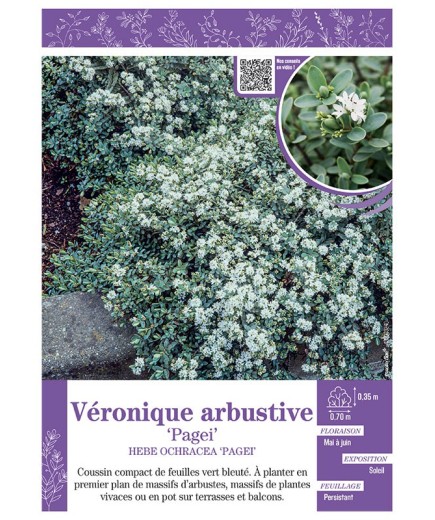 HEBE PINGUIFOLIA PAGEI voir Véronique arbustive