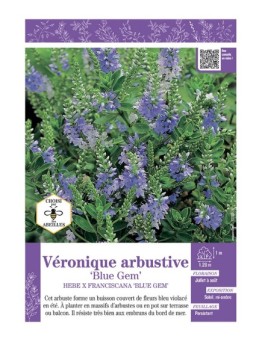 HEBE X FRANCISCANA BLUE GEM voir Véronique arbustive