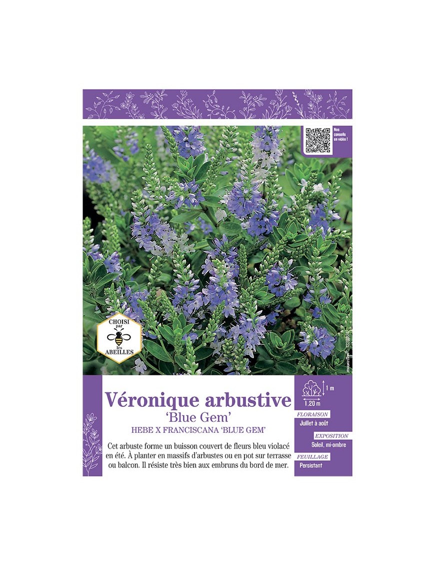 HEBE X FRANCISCANA BLUE GEM voir Véronique arbustive