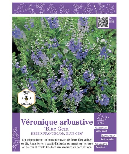 HEBE X FRANCISCANA BLUE GEM voir Véronique arbustive
