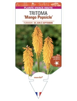 KNIPHOFIA Mango Popsicle voir Tritoma