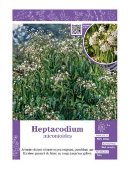 HEPTACODIUM MICONIOIDES