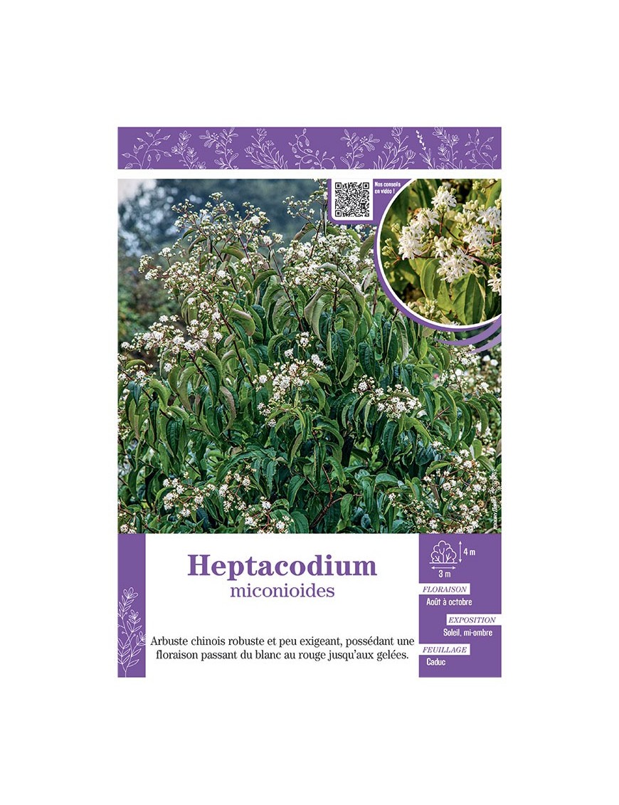 HEPTACODIUM MICONIOIDES