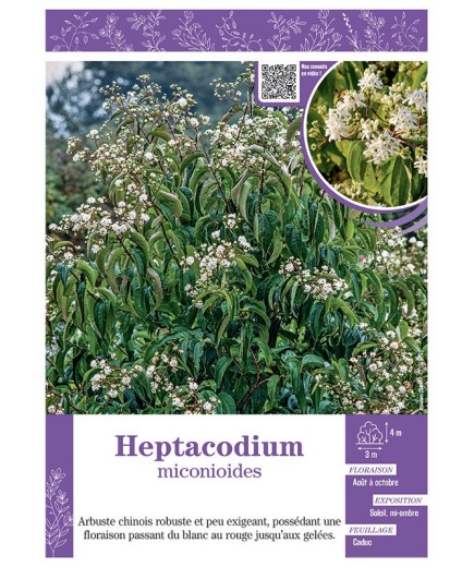 HEPTACODIUM MICONIOIDES