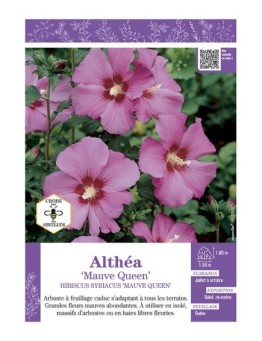 HIBISCUS SYRIACUS MAUVE QUEEN voir Althéa