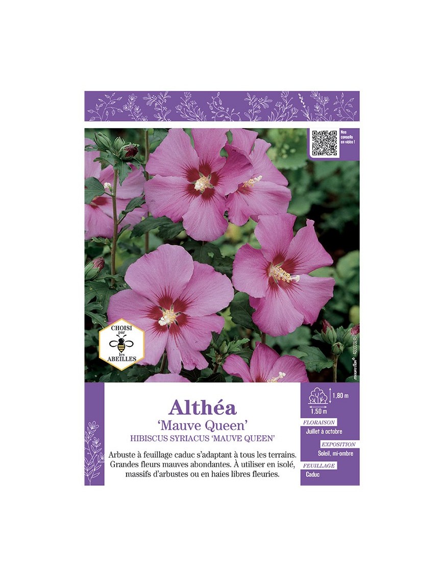 HIBISCUS SYRIACUS MAUVE QUEEN voir Althéa