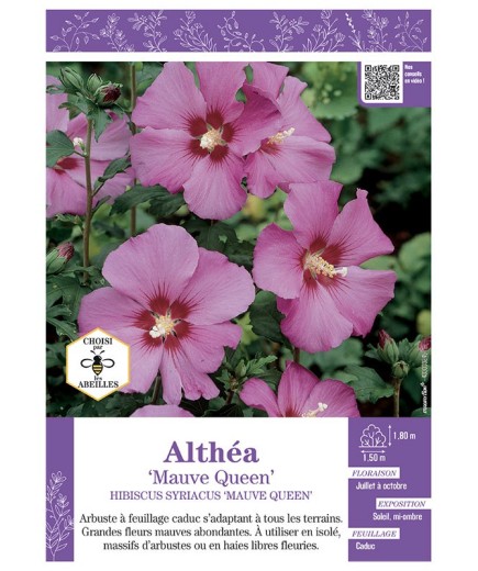 HIBISCUS SYRIACUS MAUVE QUEEN voir Althéa