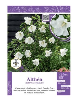 HIBISCUS SYRIACUS voir Althéa (blanc)