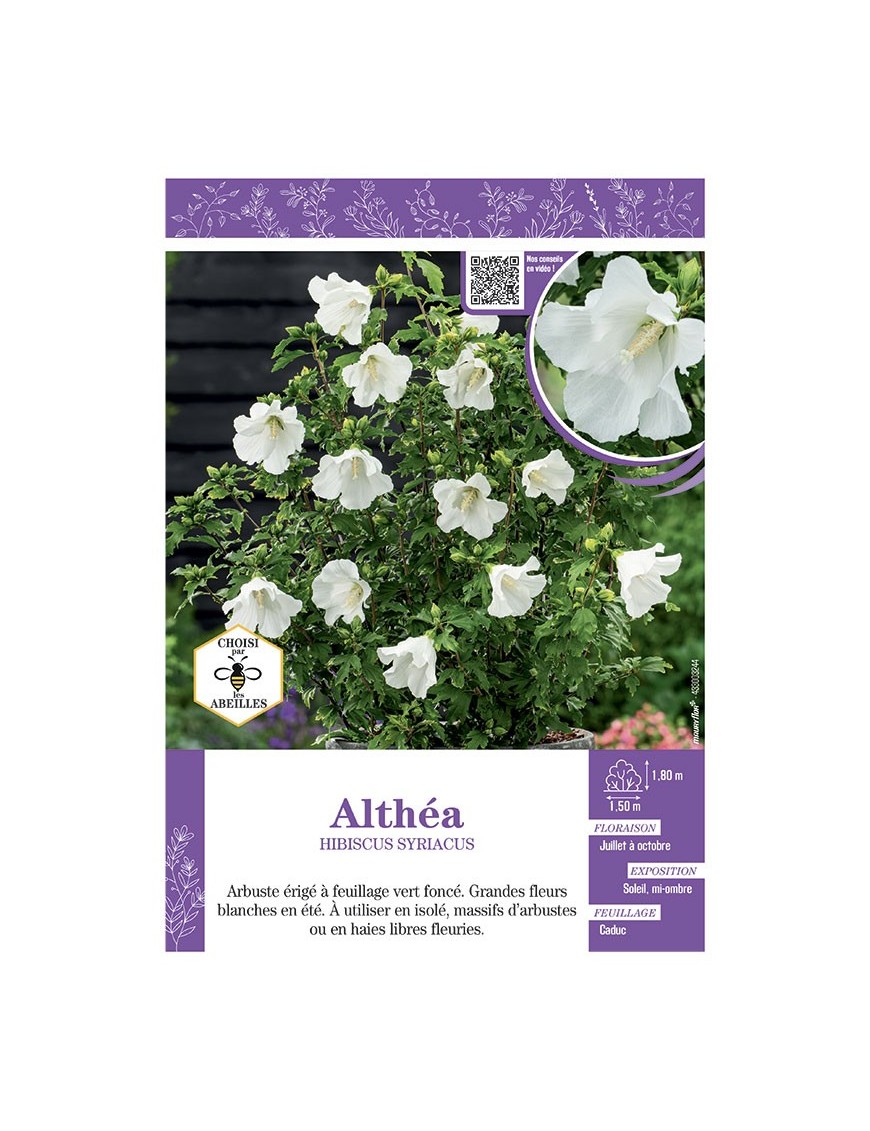HIBISCUS SYRIACUS voir Althéa (blanc)