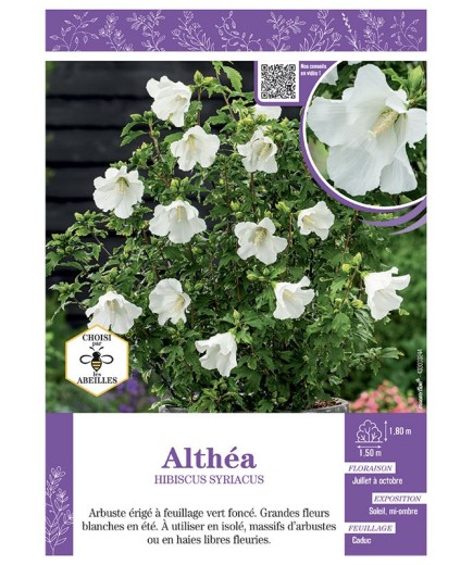 HIBISCUS SYRIACUS voir Althéa (blanc)