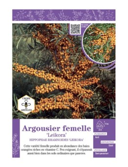 HIPPOPHAE RHAMNOIDES LEIKORA voir ARGOUSIER FEMELLE