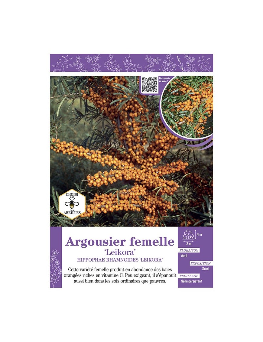 HIPPOPHAE RHAMNOIDES LEIKORA voir ARGOUSIER FEMELLE