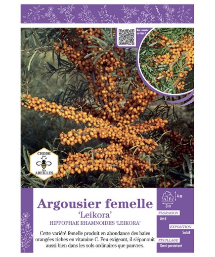 HIPPOPHAE RHAMNOIDES LEIKORA voir ARGOUSIER FEMELLE