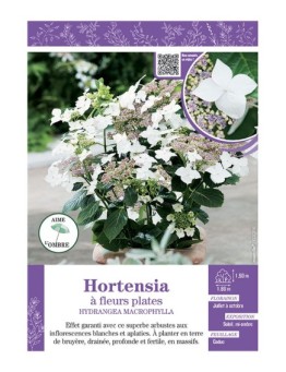 HYDRANGEA MACROPHYLLA voir Hortensia à fleurs plates (blanches)