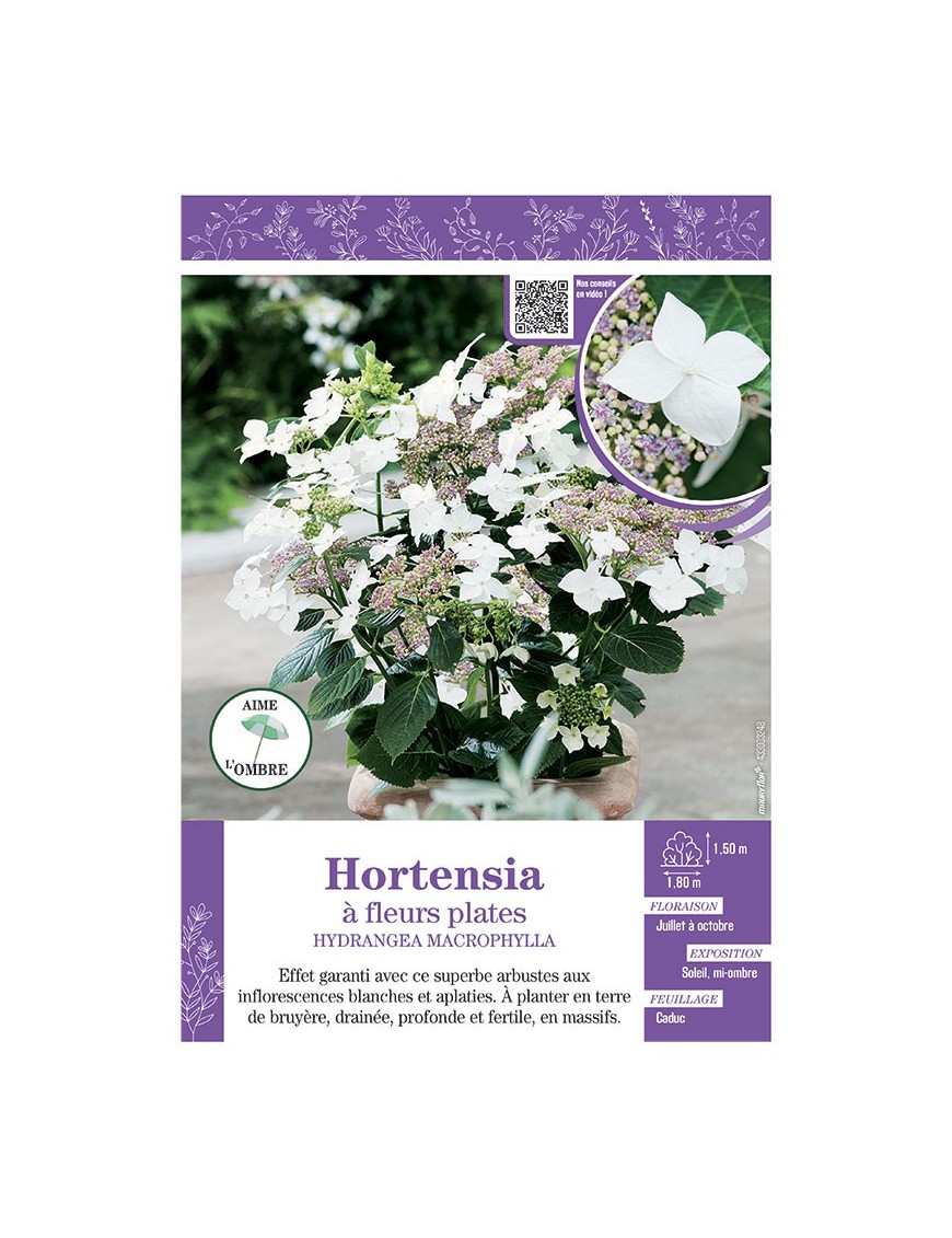 HYDRANGEA MACROPHYLLA voir Hortensia à fleurs plates (blanches)