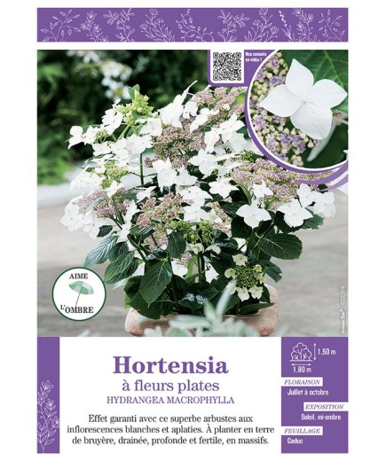 HYDRANGEA MACROPHYLLA voir Hortensia à fleurs plates (blanches)