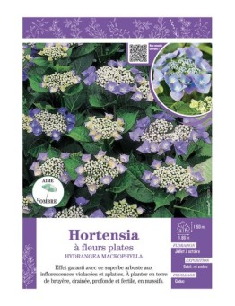 HYDRANGEA MACROPHYLLA voir Hortensia à fleurs plates (bleues)