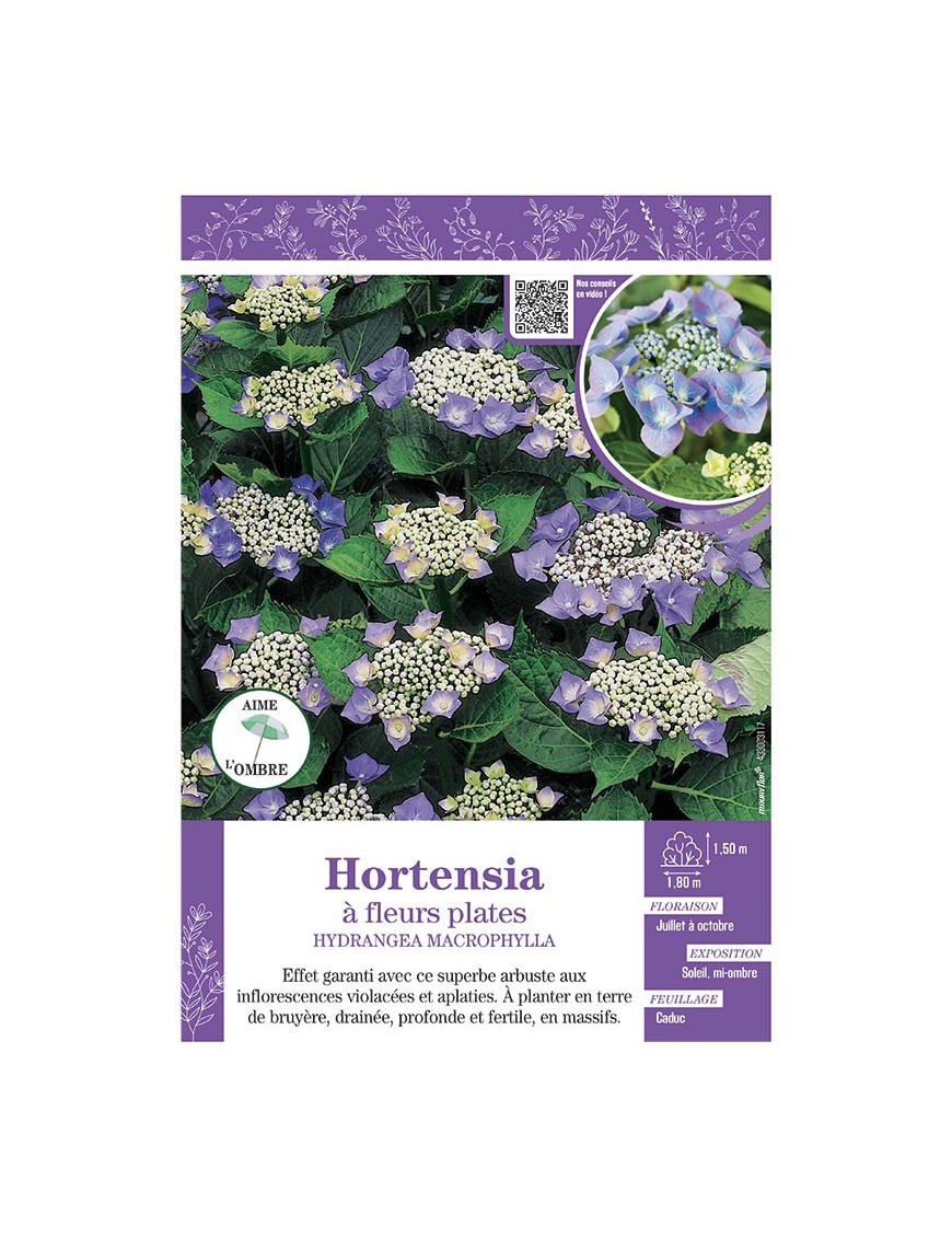 HYDRANGEA MACROPHYLLA voir Hortensia à fleurs plates (bleues)