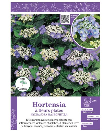 HYDRANGEA MACROPHYLLA voir Hortensia à fleurs plates (bleues)