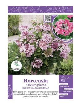 HYDRANGEA MACROPHYLLA voir Hortensia à fleurs plates (roses)