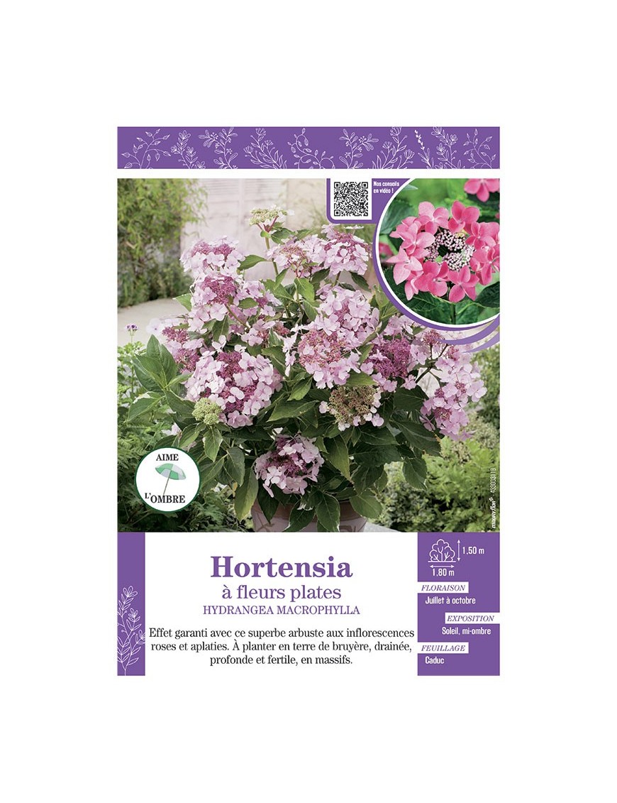 HYDRANGEA MACROPHYLLA voir Hortensia à fleurs plates (roses)
