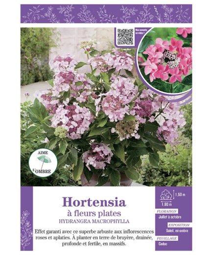 HYDRANGEA MACROPHYLLA voir Hortensia à fleurs plates (roses)
