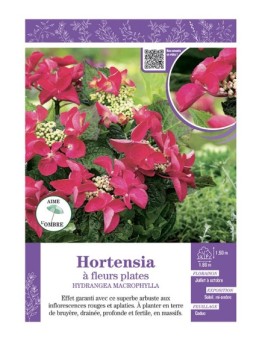 HYDRANGEA MACROPHYLLA voir Hortensia à fleurs plates (rouges)