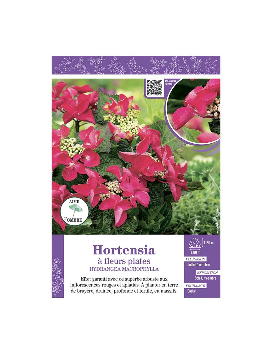 HYDRANGEA MACROPHYLLA voir Hortensia à fleurs plates (rouges)