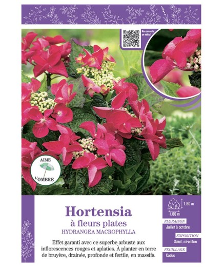 HYDRANGEA MACROPHYLLA voir Hortensia à fleurs plates (rouges)