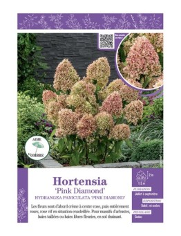 HYDRANGEA PANICULATA PINK DIAMOND voir Hortensia paniculé