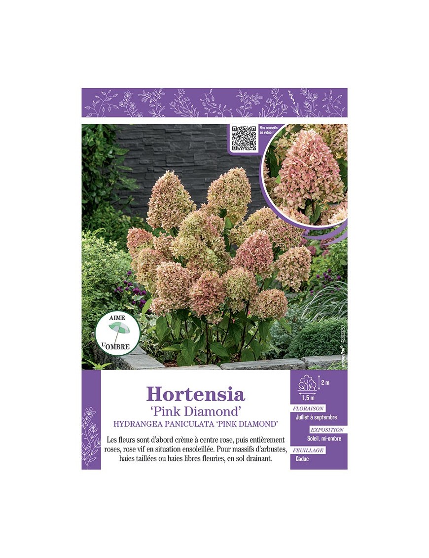 HYDRANGEA PANICULATA PINK DIAMOND voir Hortensia paniculé