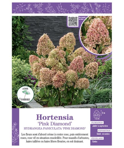HYDRANGEA PANICULATA PINK DIAMOND voir Hortensia paniculé