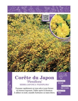 KERRIA JAPONICA PLENIFLORA voir CORÊTE DU JAPON