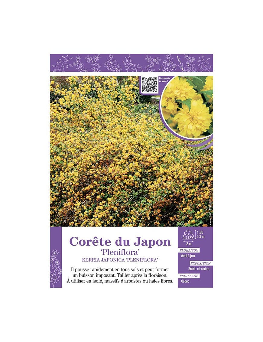KERRIA JAPONICA PLENIFLORA voir CORÊTE DU JAPON