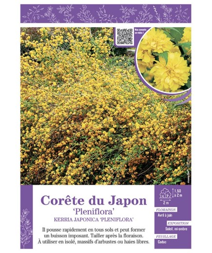 KERRIA JAPONICA PLENIFLORA voir CORÊTE DU JAPON