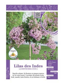 LAGERSTROEMIA INDICA voir LILAS DES INDES (mauve)