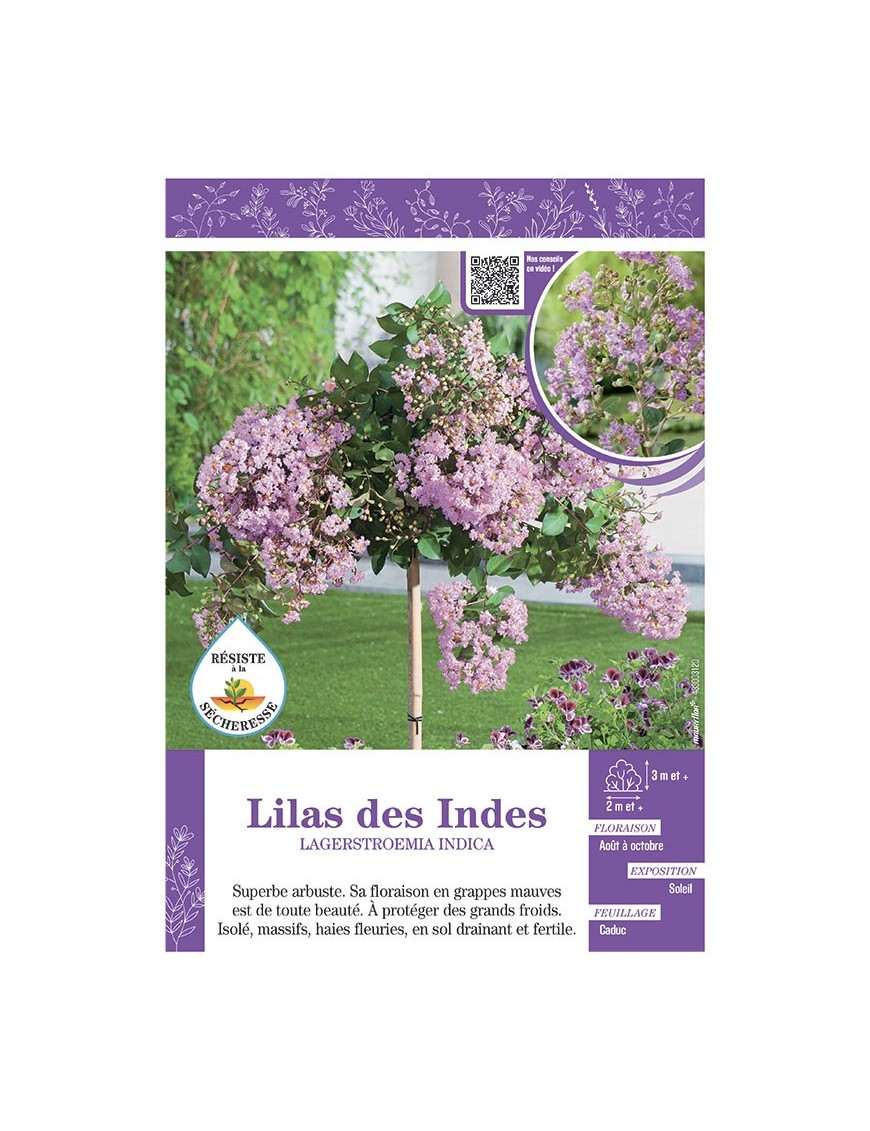 LAGERSTROEMIA INDICA voir LILAS DES INDES (mauve)