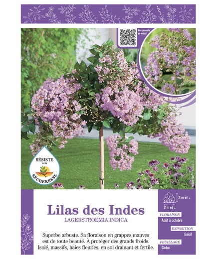 LAGERSTROEMIA INDICA voir LILAS DES INDES (mauve)