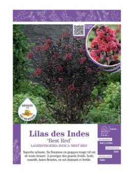 LAGERSTROEMIA INDICA BEST RED voir LILAS DES INDES