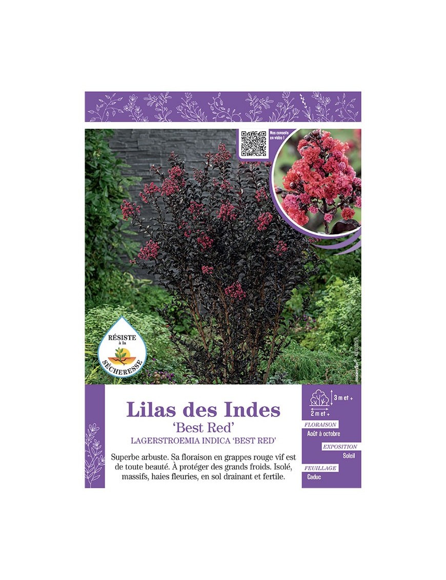 LAGERSTROEMIA INDICA BEST RED voir LILAS DES INDES