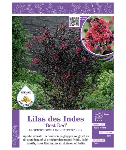 LAGERSTROEMIA INDICA BEST RED voir LILAS DES INDES