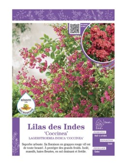 LAGERSTROEMIA INDICA COCCINEA voir LILAS DES INDES