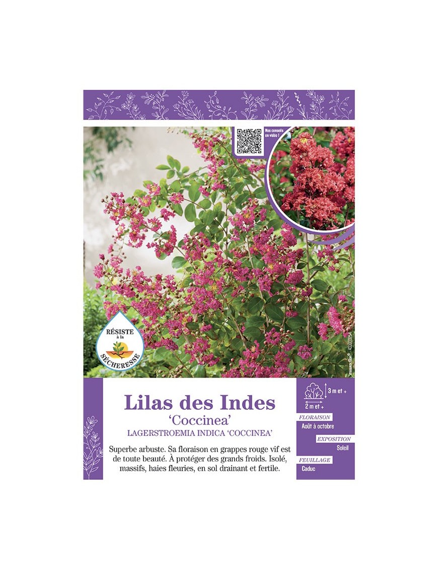 LAGERSTROEMIA INDICA COCCINEA voir LILAS DES INDES