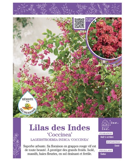 LAGERSTROEMIA INDICA COCCINEA voir LILAS DES INDES