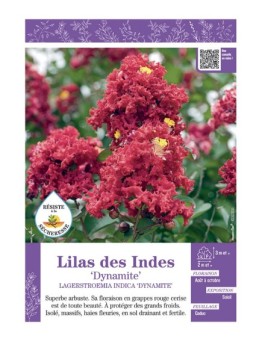 LAGERSTROEMIA INDICA DYNAMITE voir LILAS DES INDES