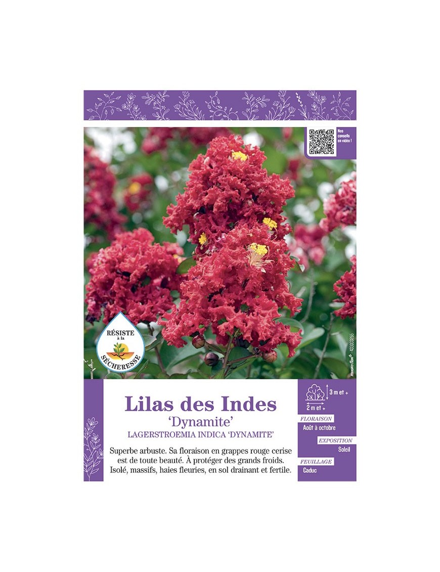 LAGERSTROEMIA INDICA DYNAMITE voir LILAS DES INDES