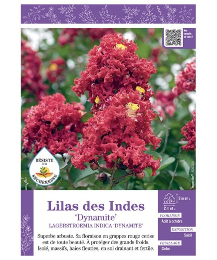 LAGERSTROEMIA INDICA DYNAMITE voir LILAS DES INDES