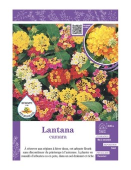 LANTANA CAMARA