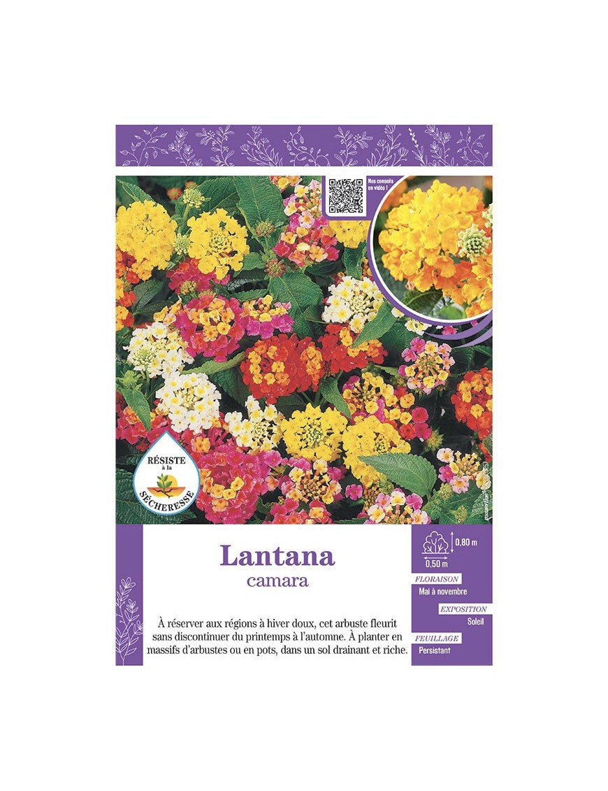LANTANA CAMARA