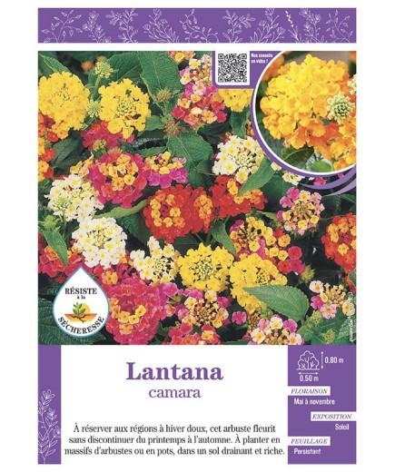 LANTANA CAMARA